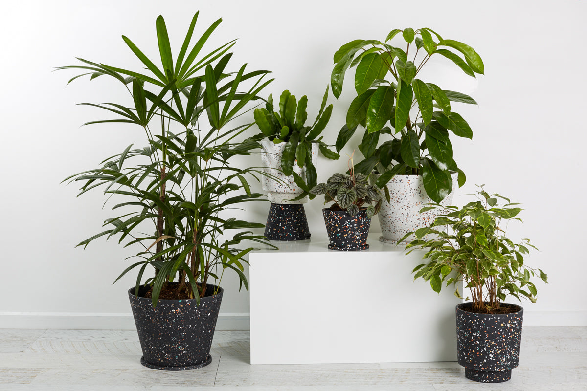 terrazzo plant pots