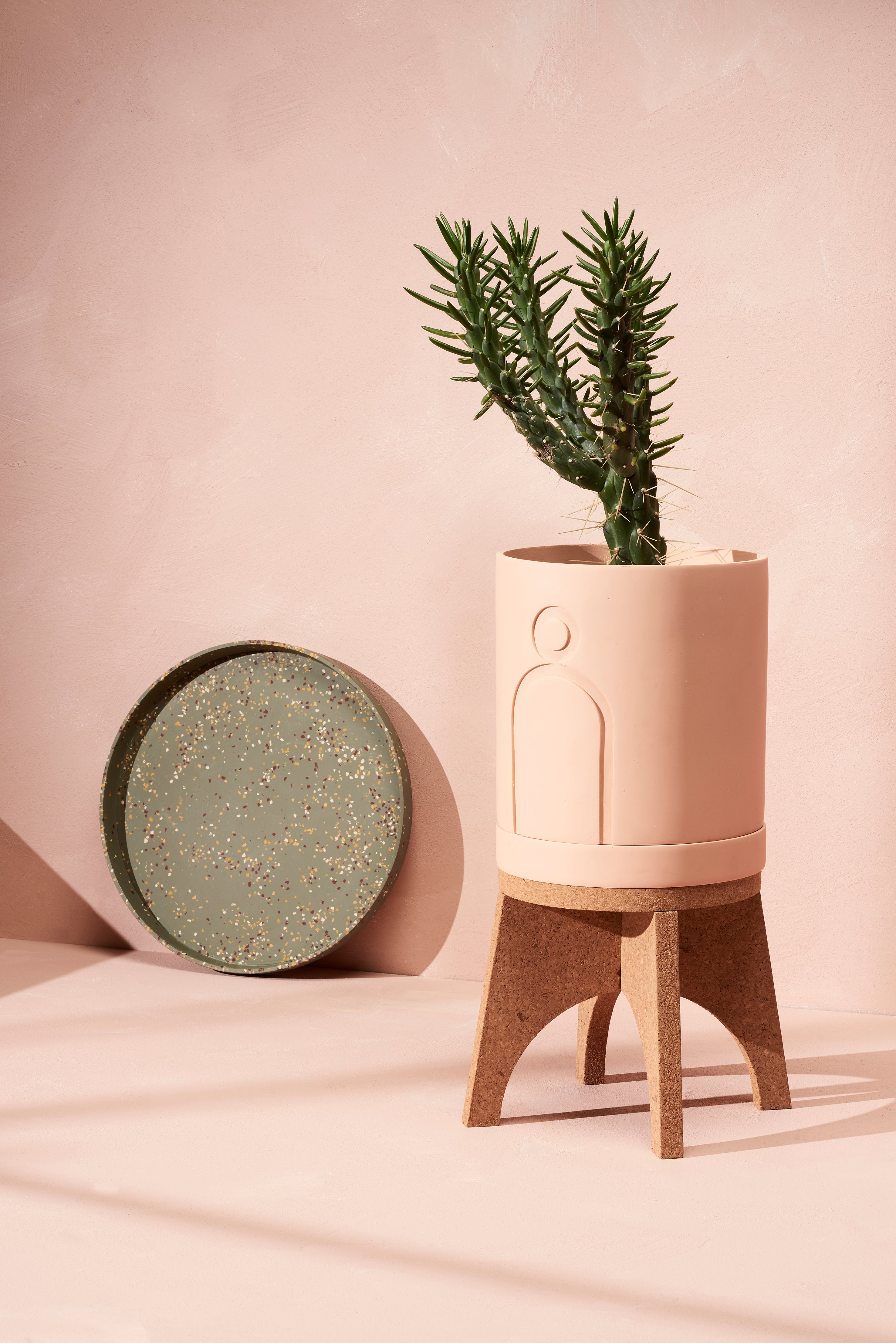 The Ultimate Guide to Growing Cacti Indoors