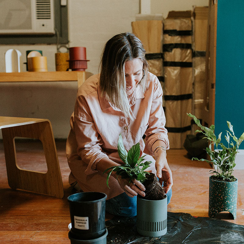 sow plant in etch pots, terrazzo planter