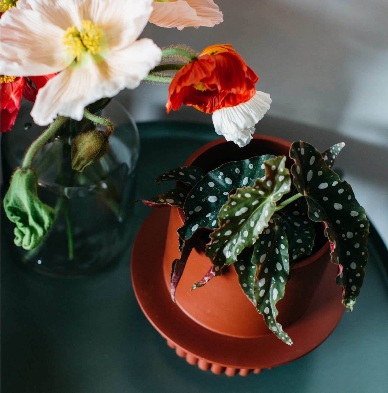 indoor plant pots