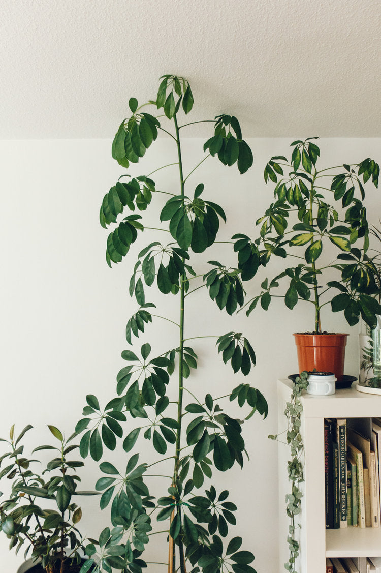 Indoor plant pots