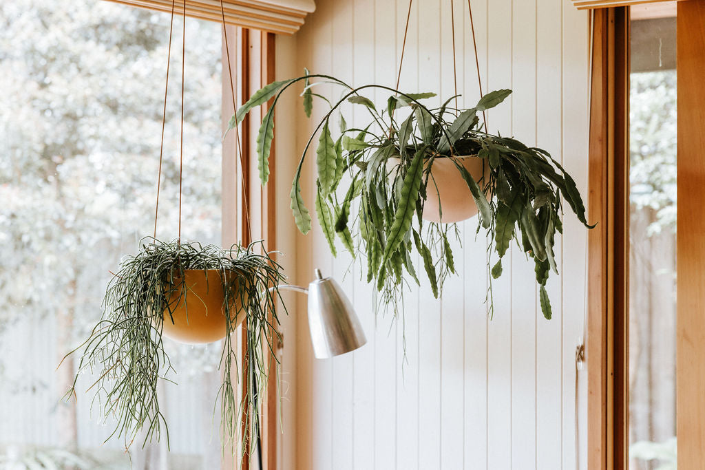 Indoor Hanging Pots_Capra Designs