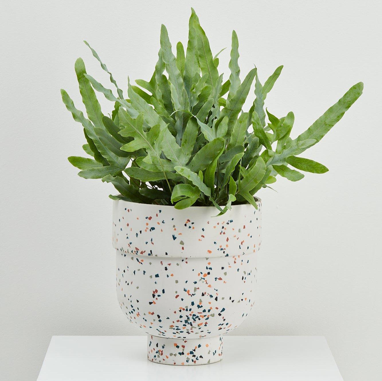 Funnel Planter and Cork Stand Gift Pack - Capra Designs