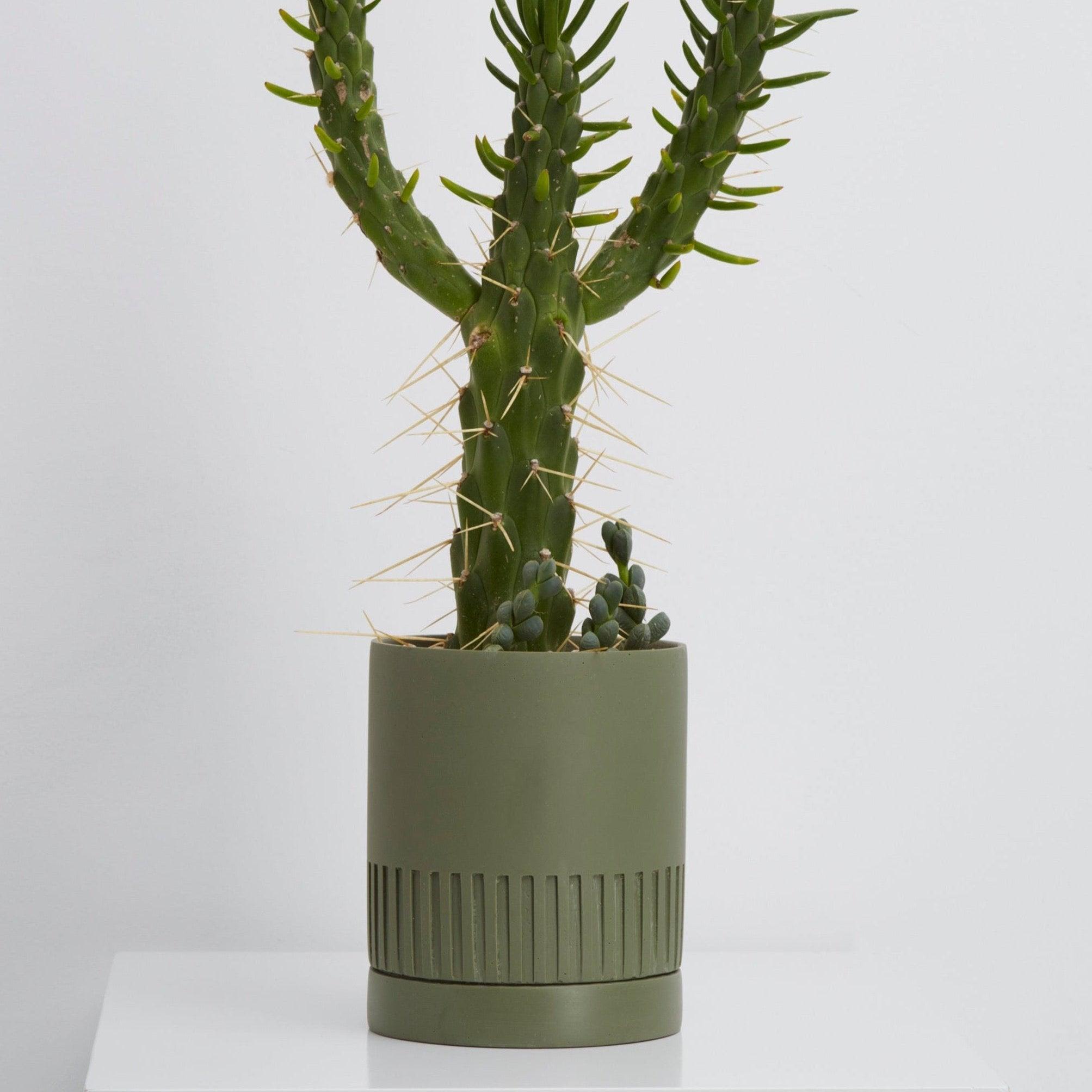 agave designer plant pots
