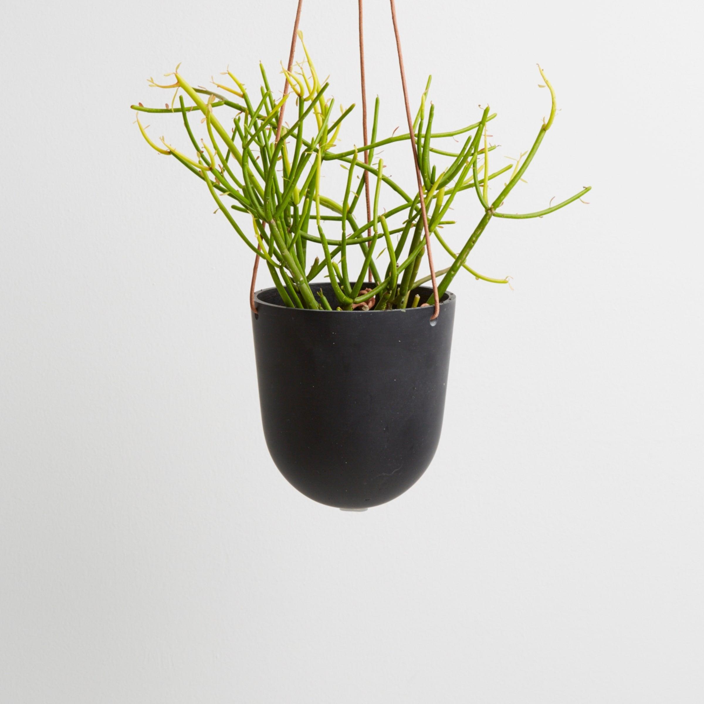 midnight hanging pots with plant