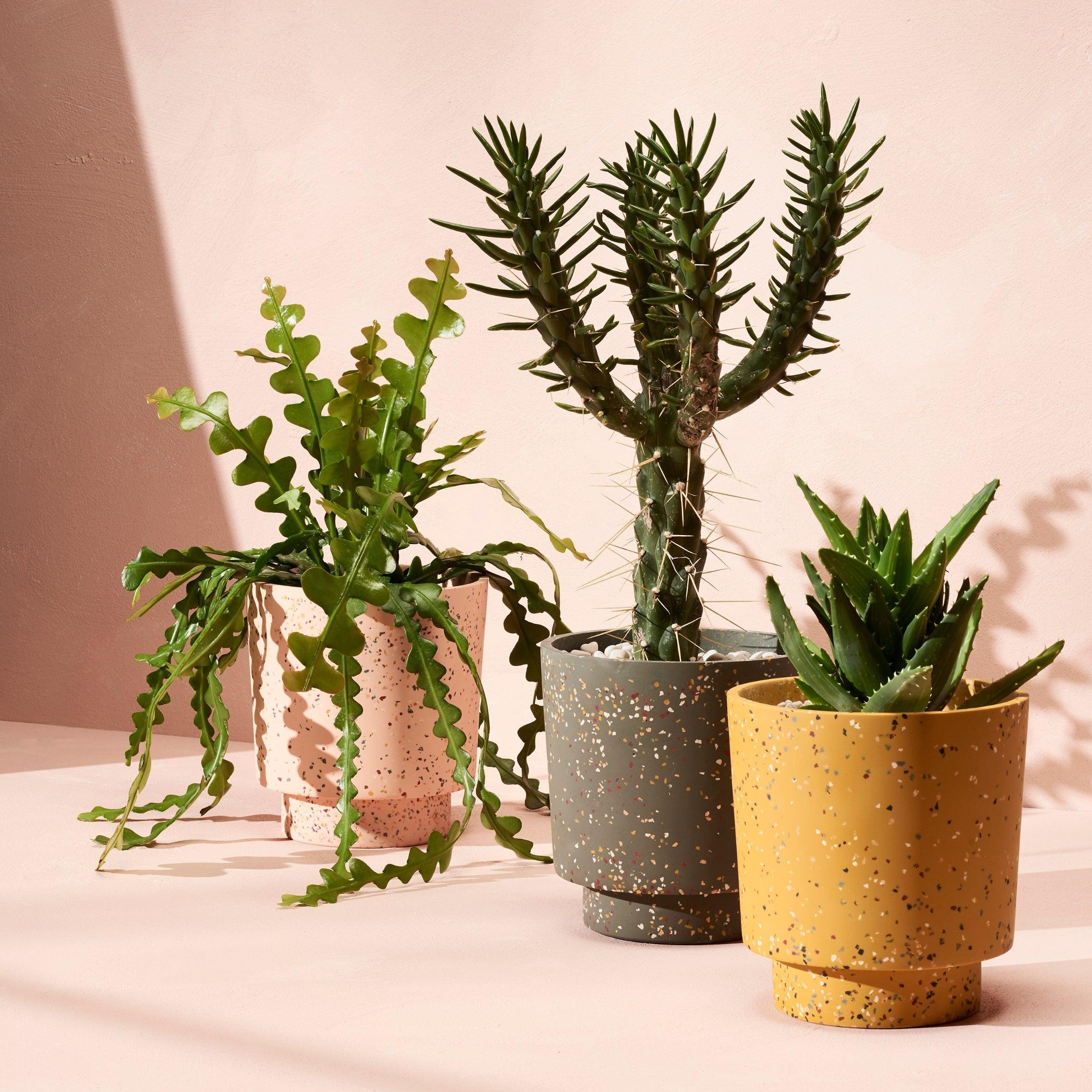 decorative indoor plant pots