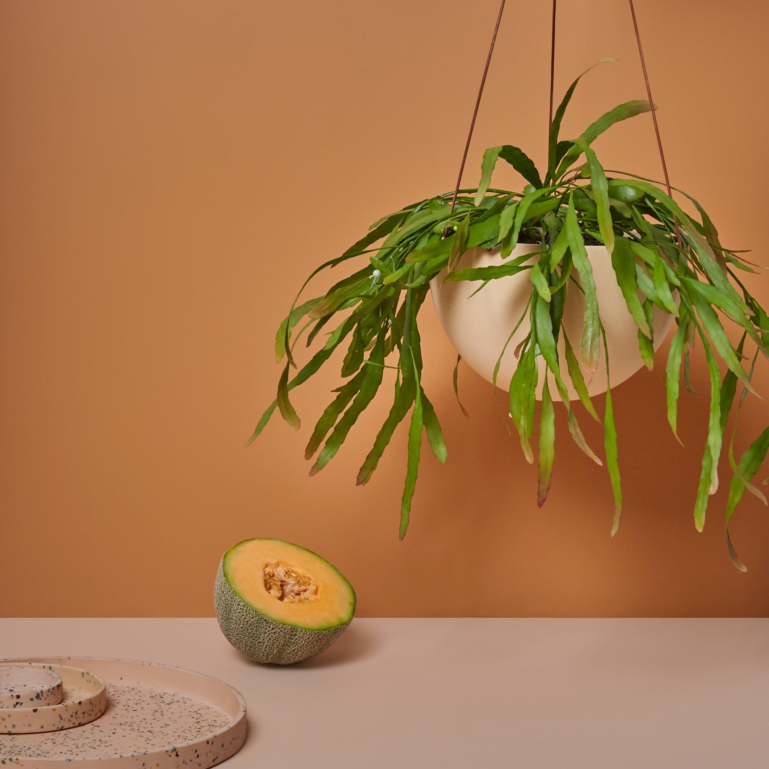 cream hanging indoor plant pots
