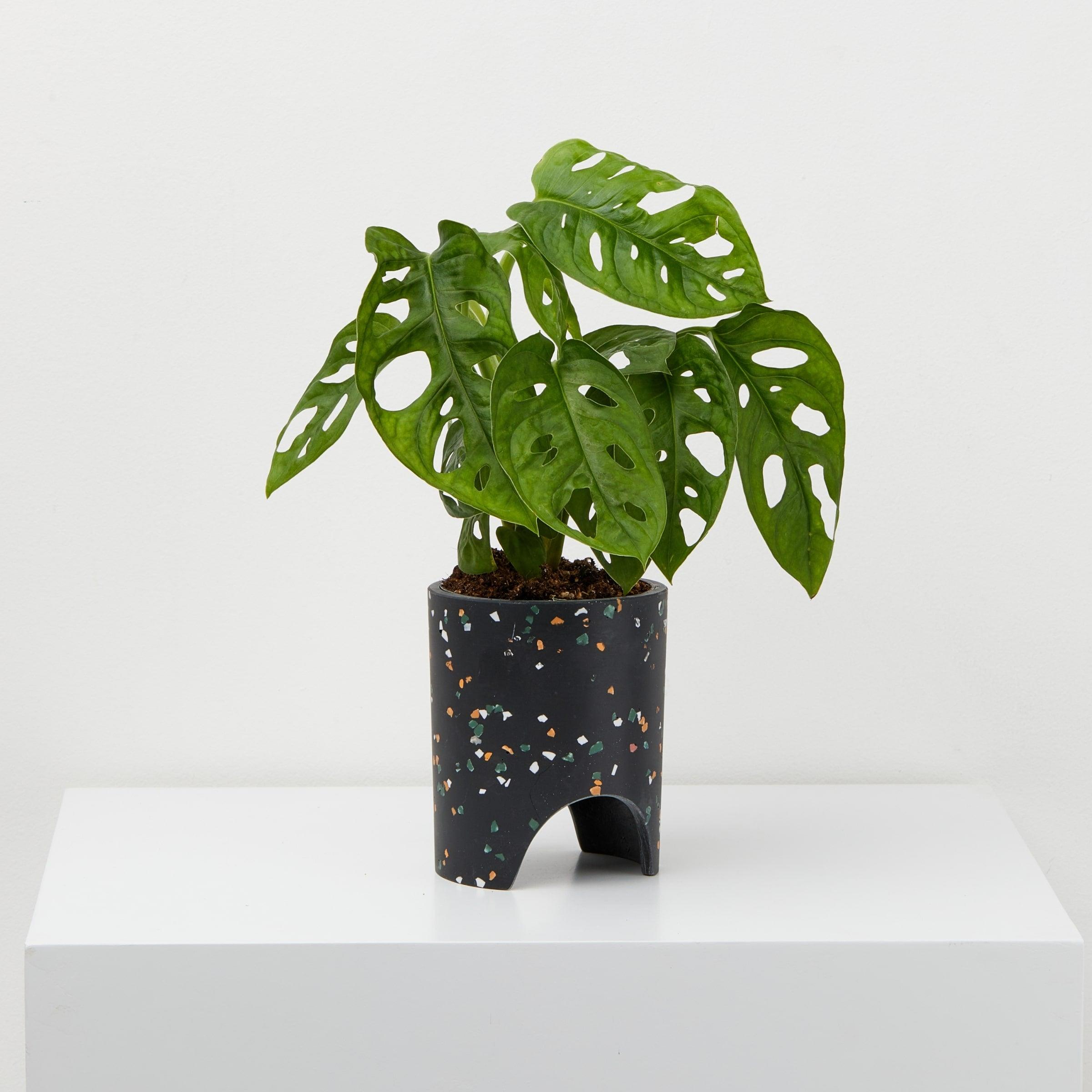 Small Archie Pot black Terrazzo pot With plant