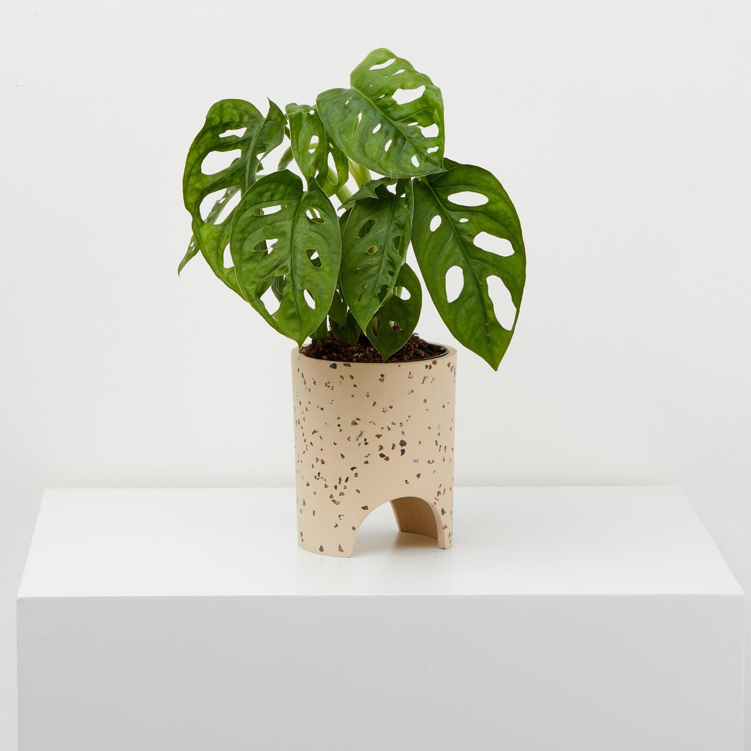 Small Archie Pot Fossil Terrazzo pot With plant