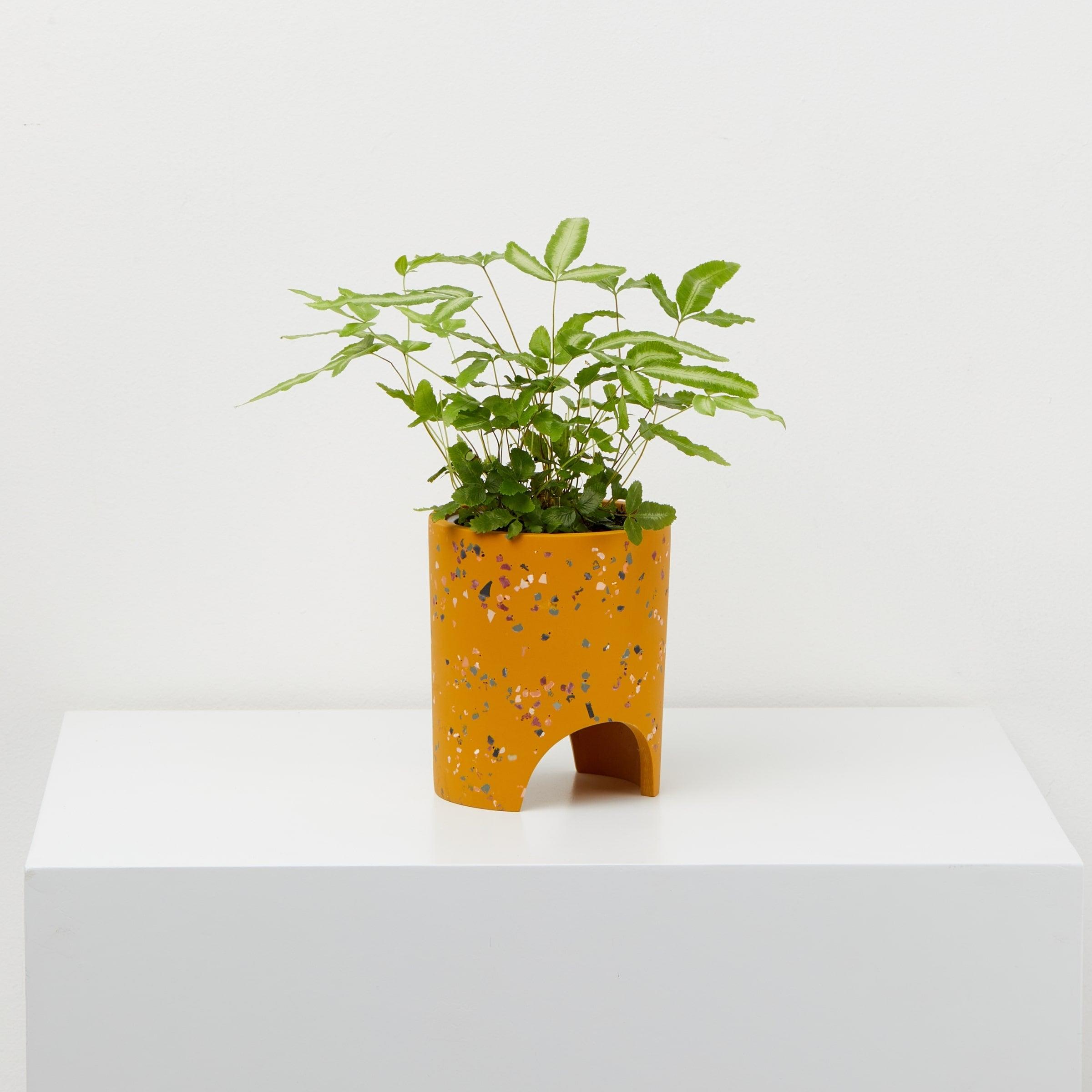 Small Archie Pot Golden Terrazzo pot With plant