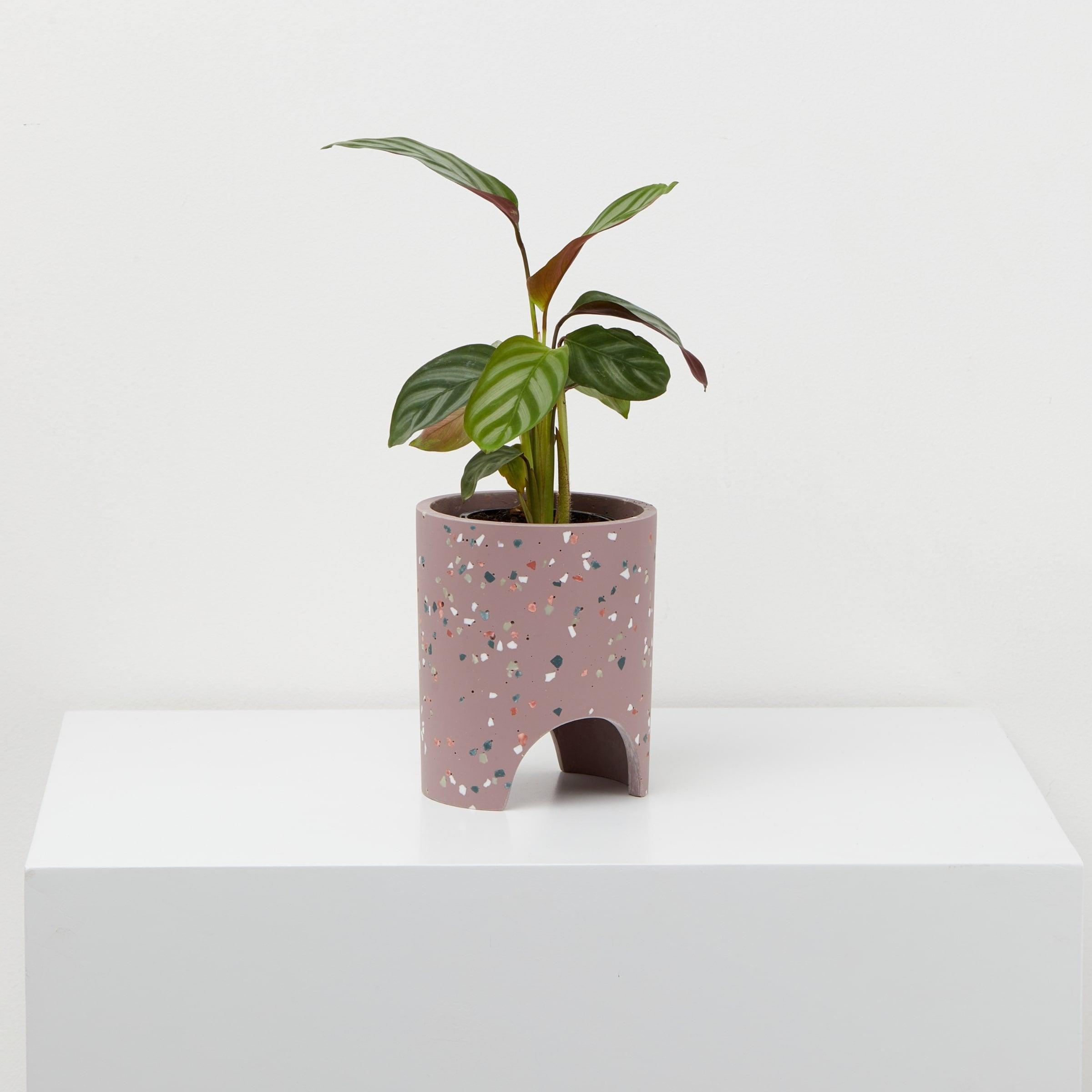 Small Archie Pot Musk Terrazzo pot With plant