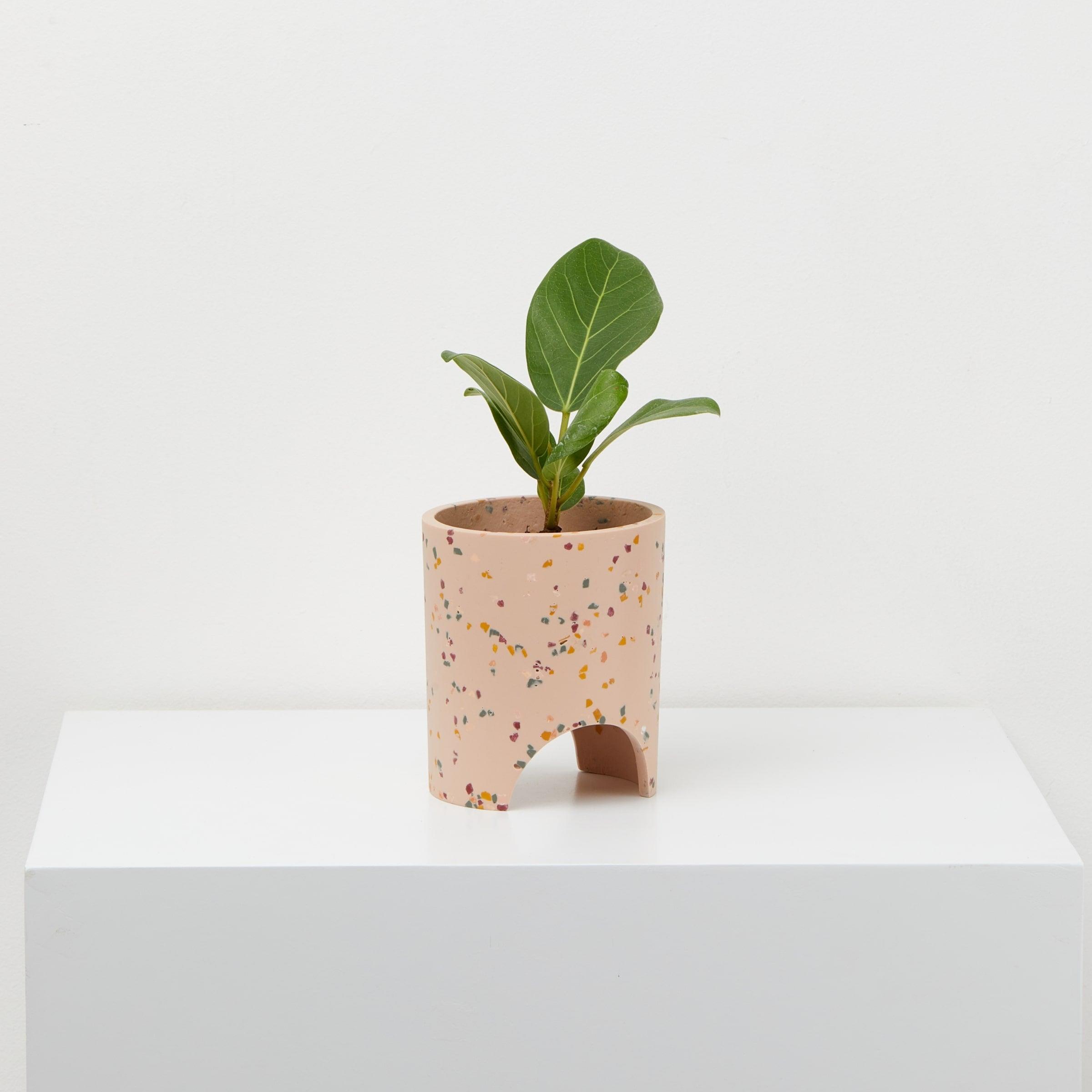 Archie Pot Salt Terrazzo pot With plant