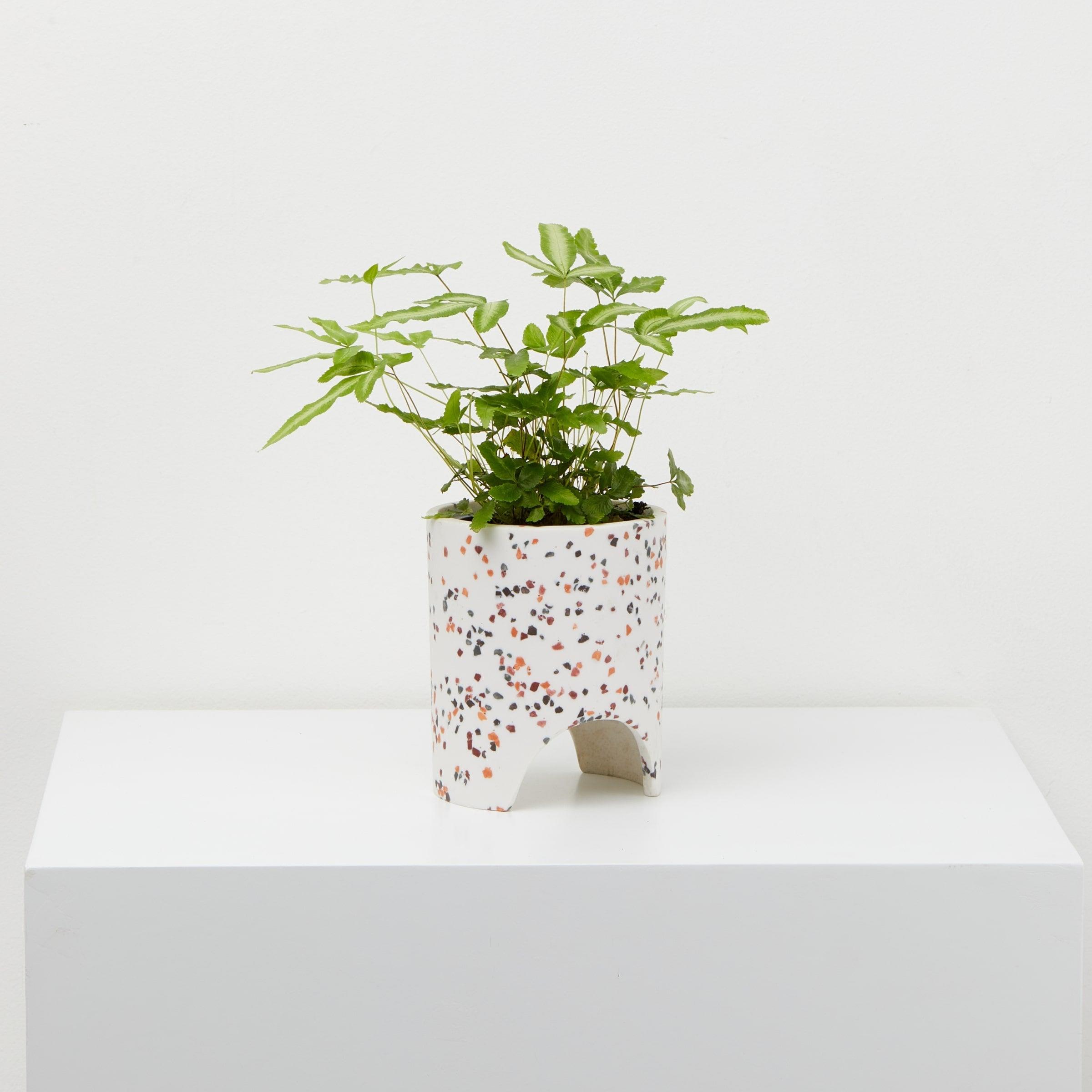 Small Archie Pot White Terrazzo pot With plant