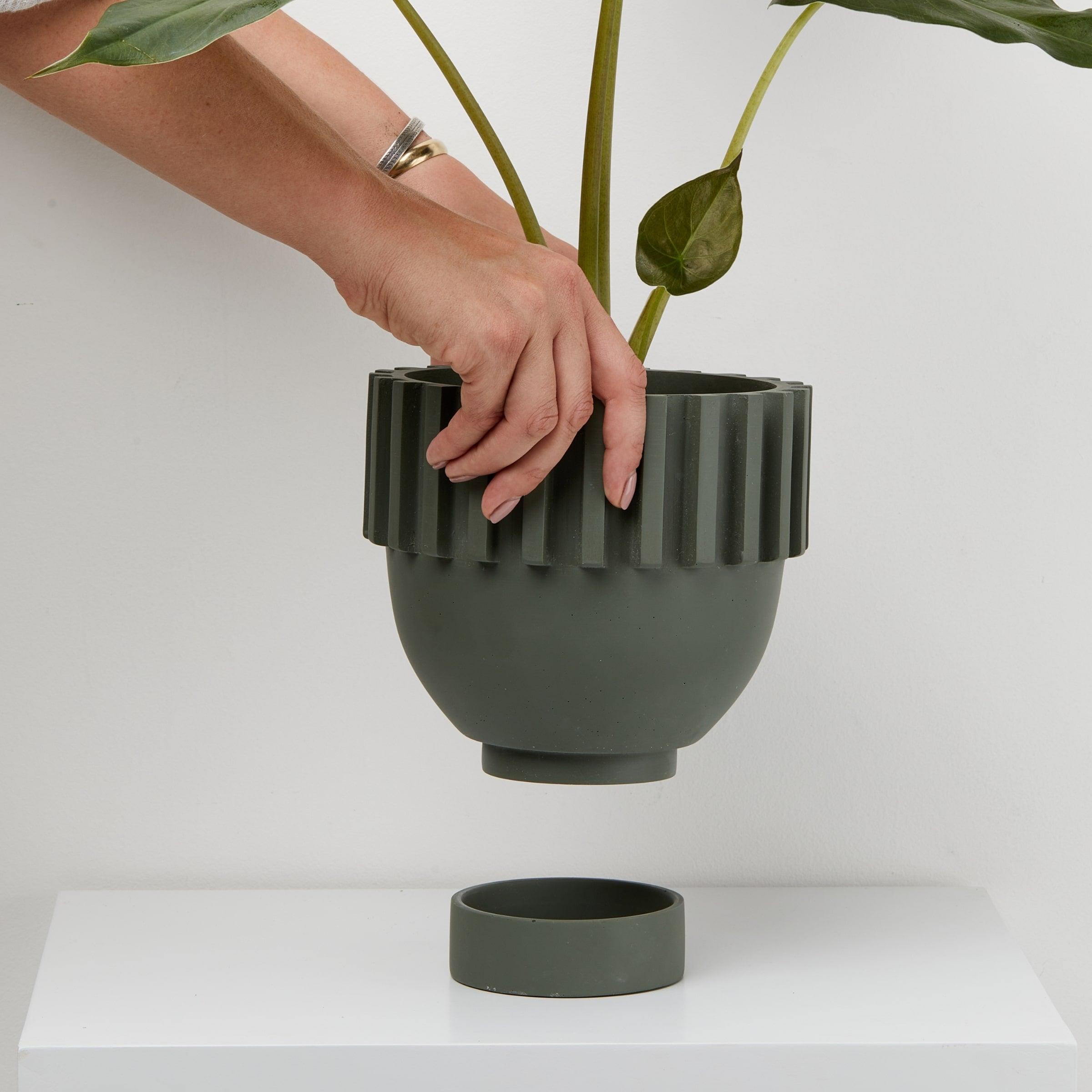 Agave Solstice plant Pot in hand With tray