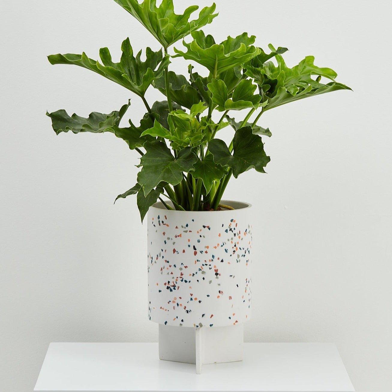 tri pot planter Terrazzo Planter with Tray | Indoor Pot White Terrazzo | Capra Designs AU
