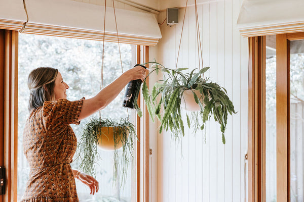 Beat the Heat: Keeping Your Indoor Plants Happy and Healthy