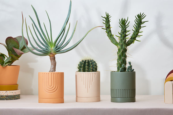 decorative plants pots