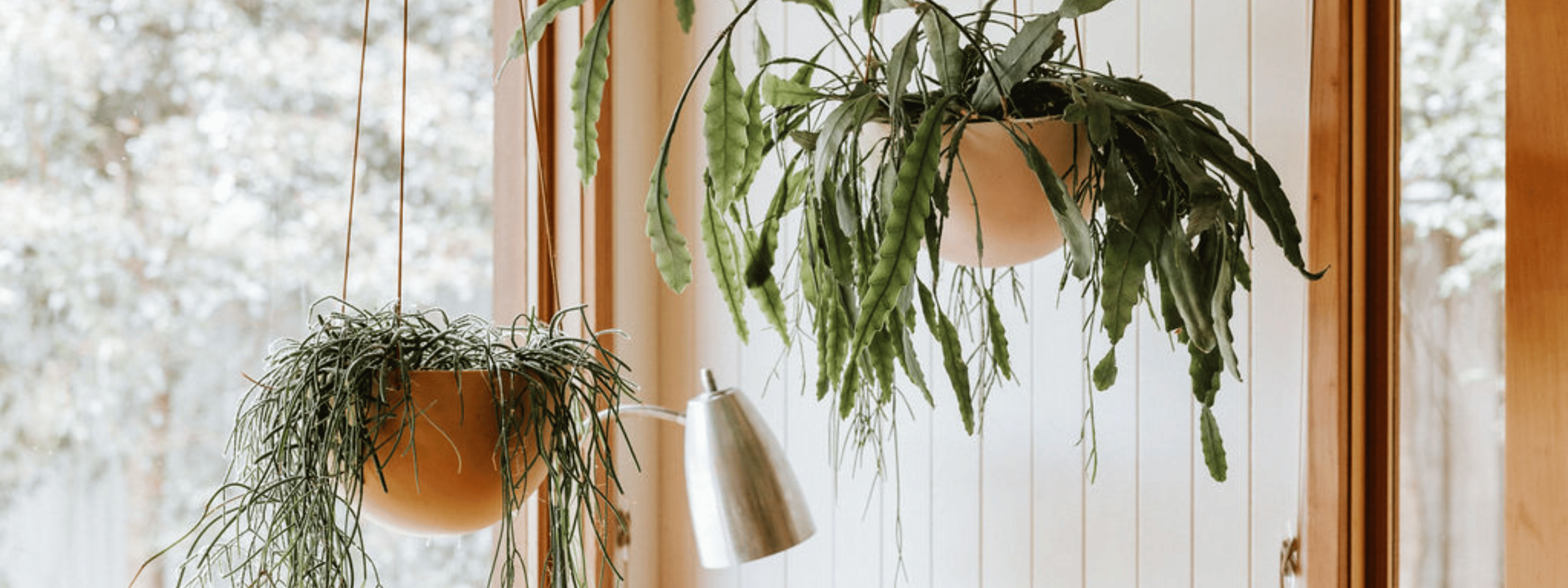 The Ultimate Guide to Caring for Hanging Plants