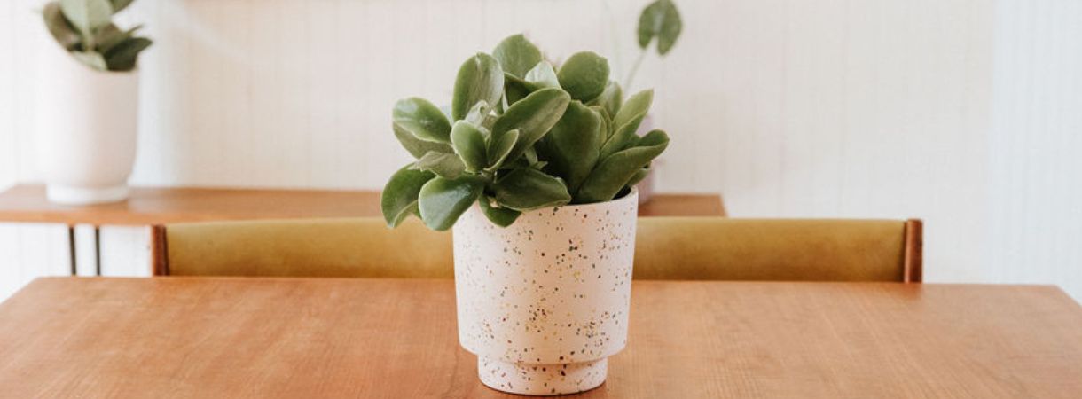 The Feng Shui of Indoor Plants