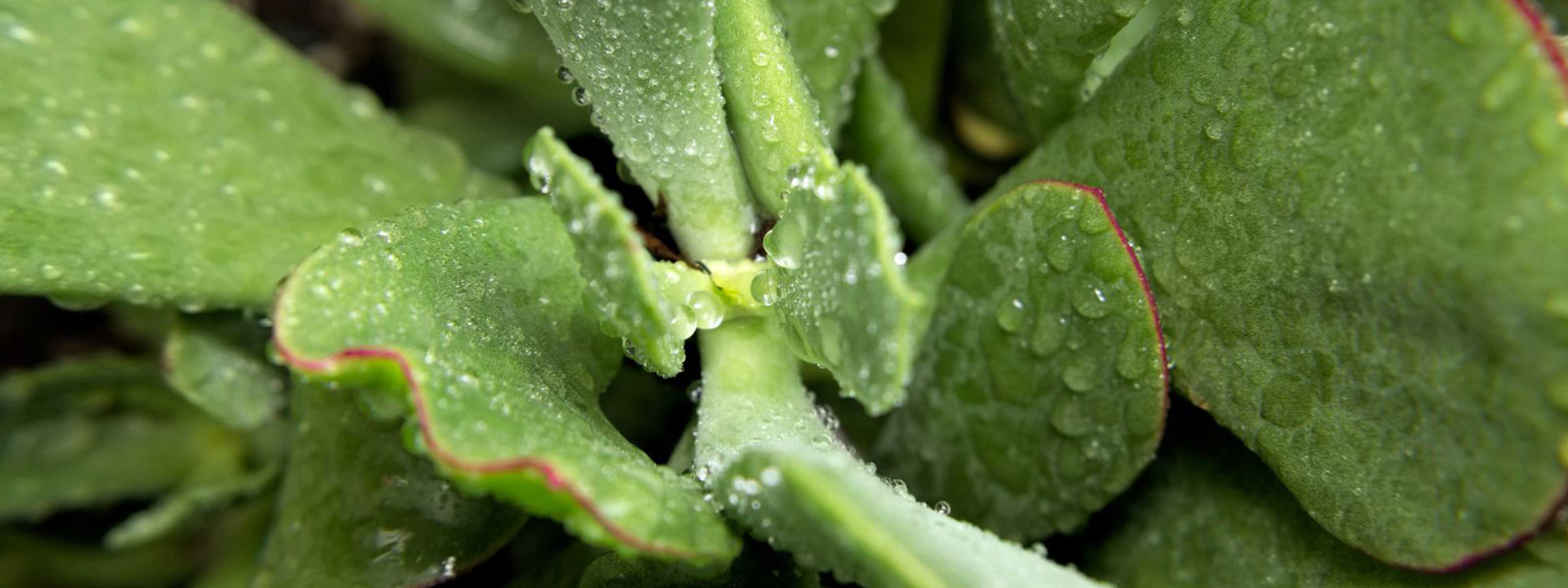 Why You Should Pop Your Indoor Plants Outside for Rainwater