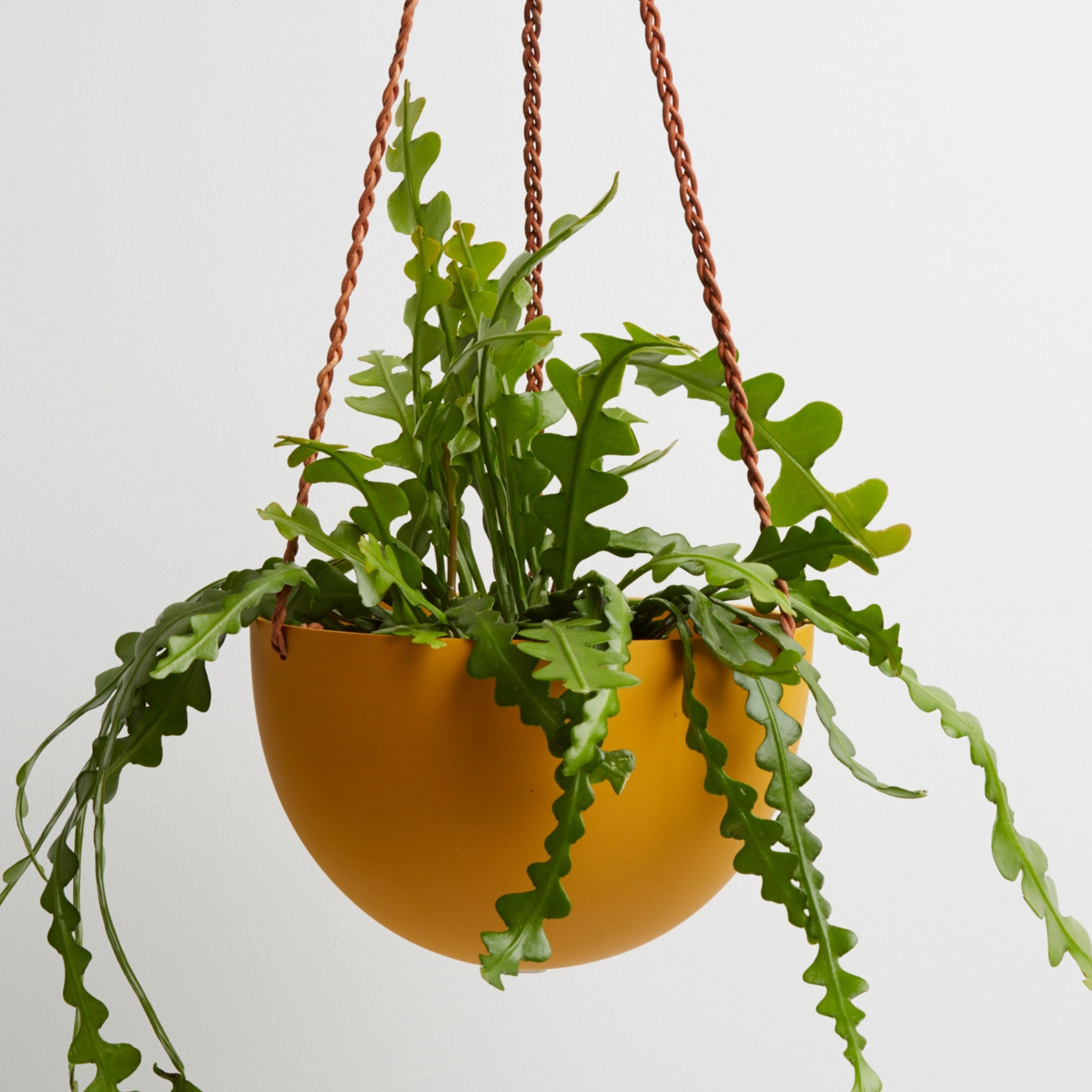 Block Colour Dome Hanging Pot - Capra Designs