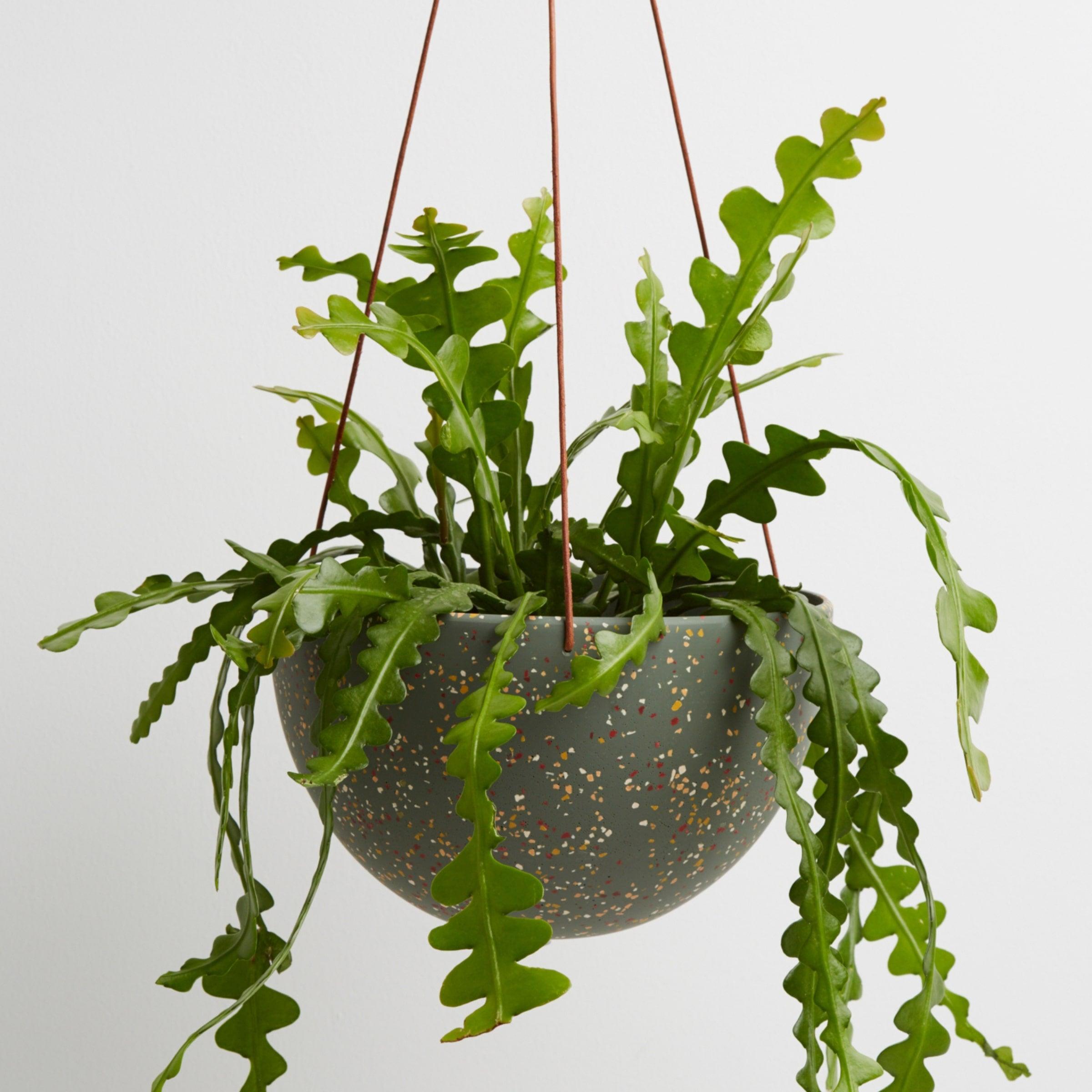 Green Hanging Pot - Capra Designs