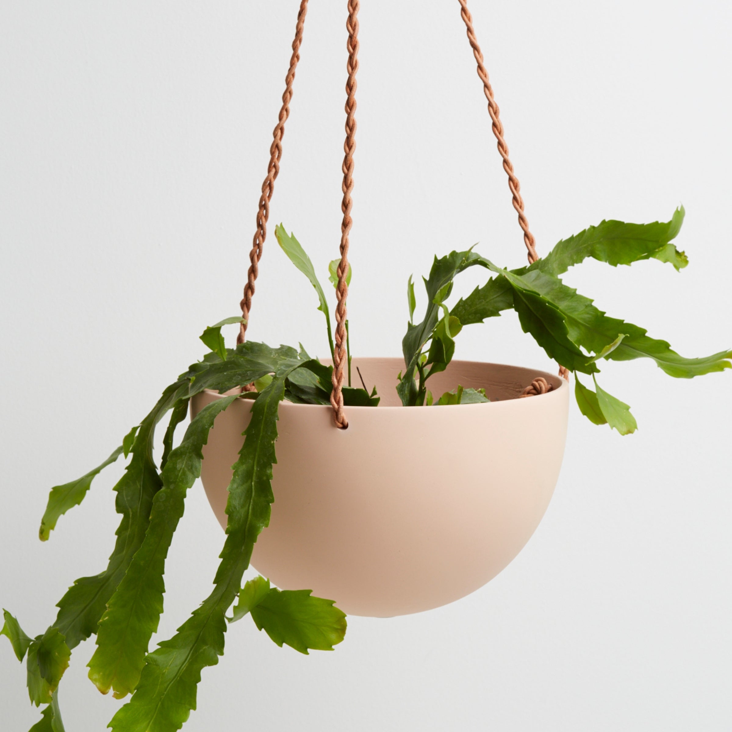 salt hanging pot with plant