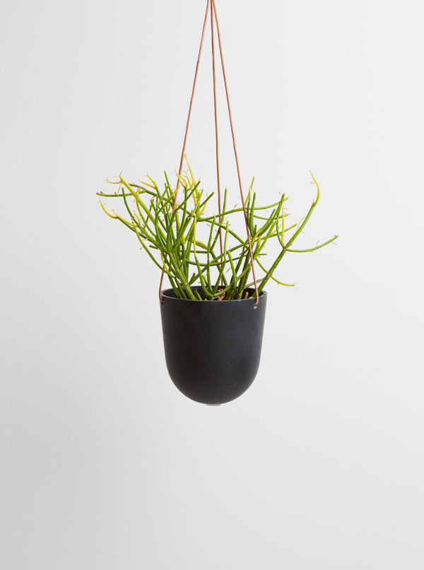 midnight hanging pots with plant