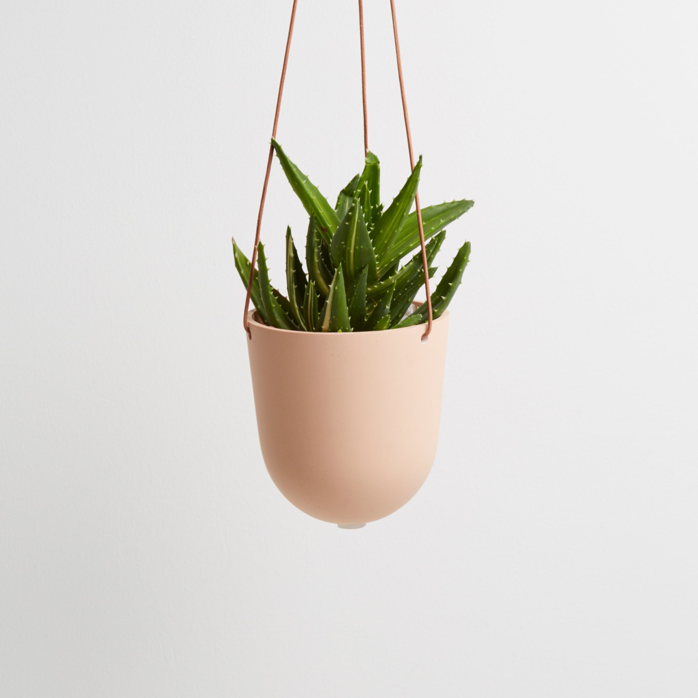 salt hanging pots with plant