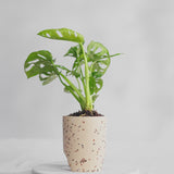 Archie Pot