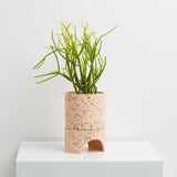 Cream indoor pot with plant