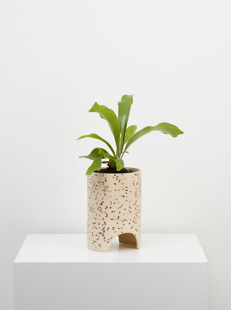 Cream terrazzo pot with plant