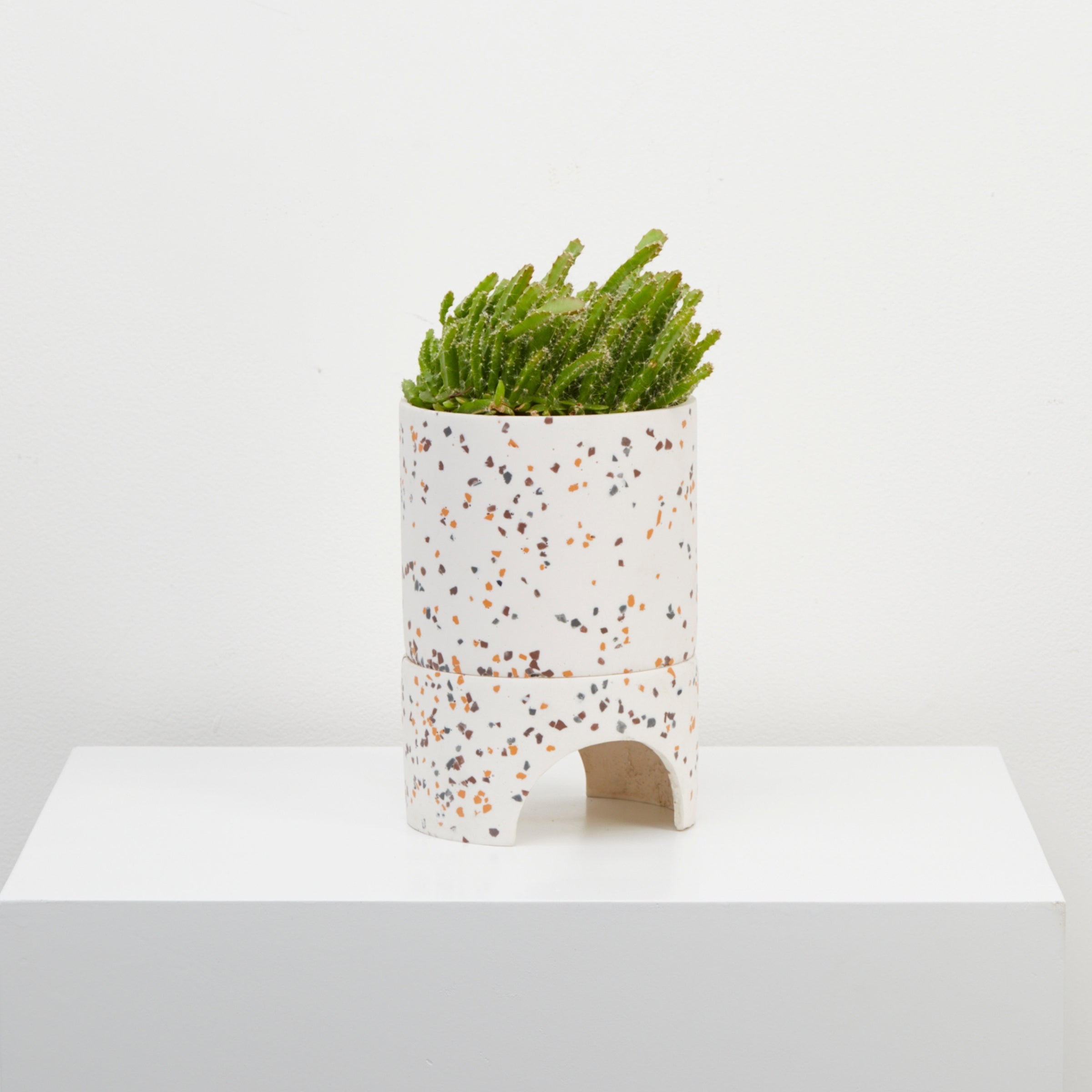 White Terrazzo pot with plant