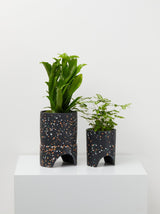 Small Archie Pot black Terrazzo pot With plant