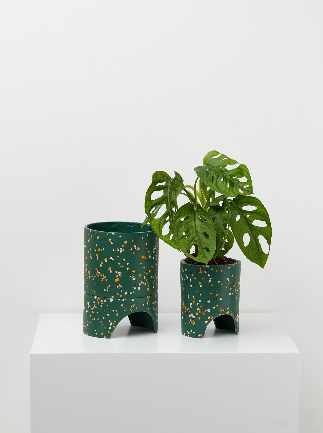 Small Archie Pot Emerald Terrazzo pot With plant