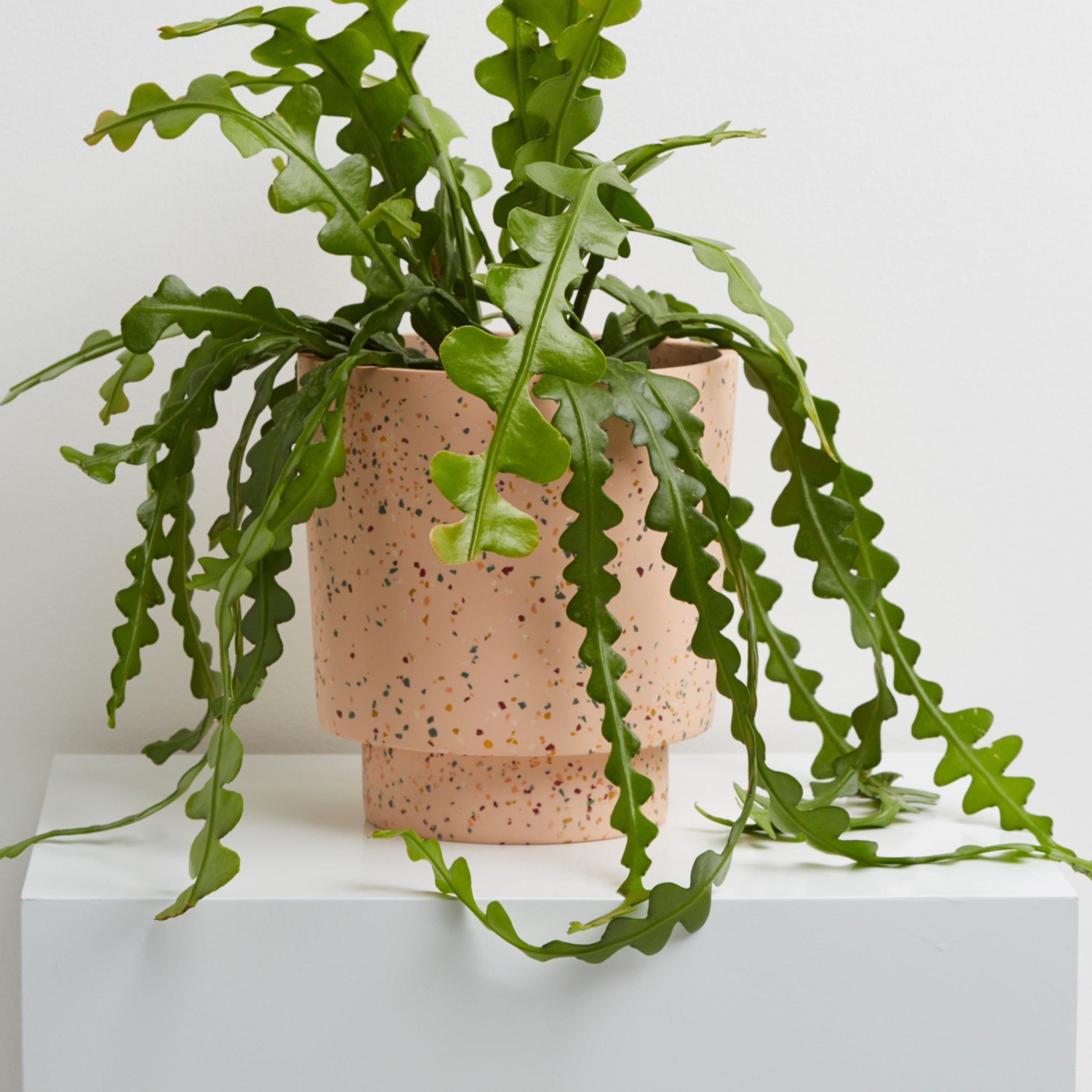 Salt Terrazzo pots with plant