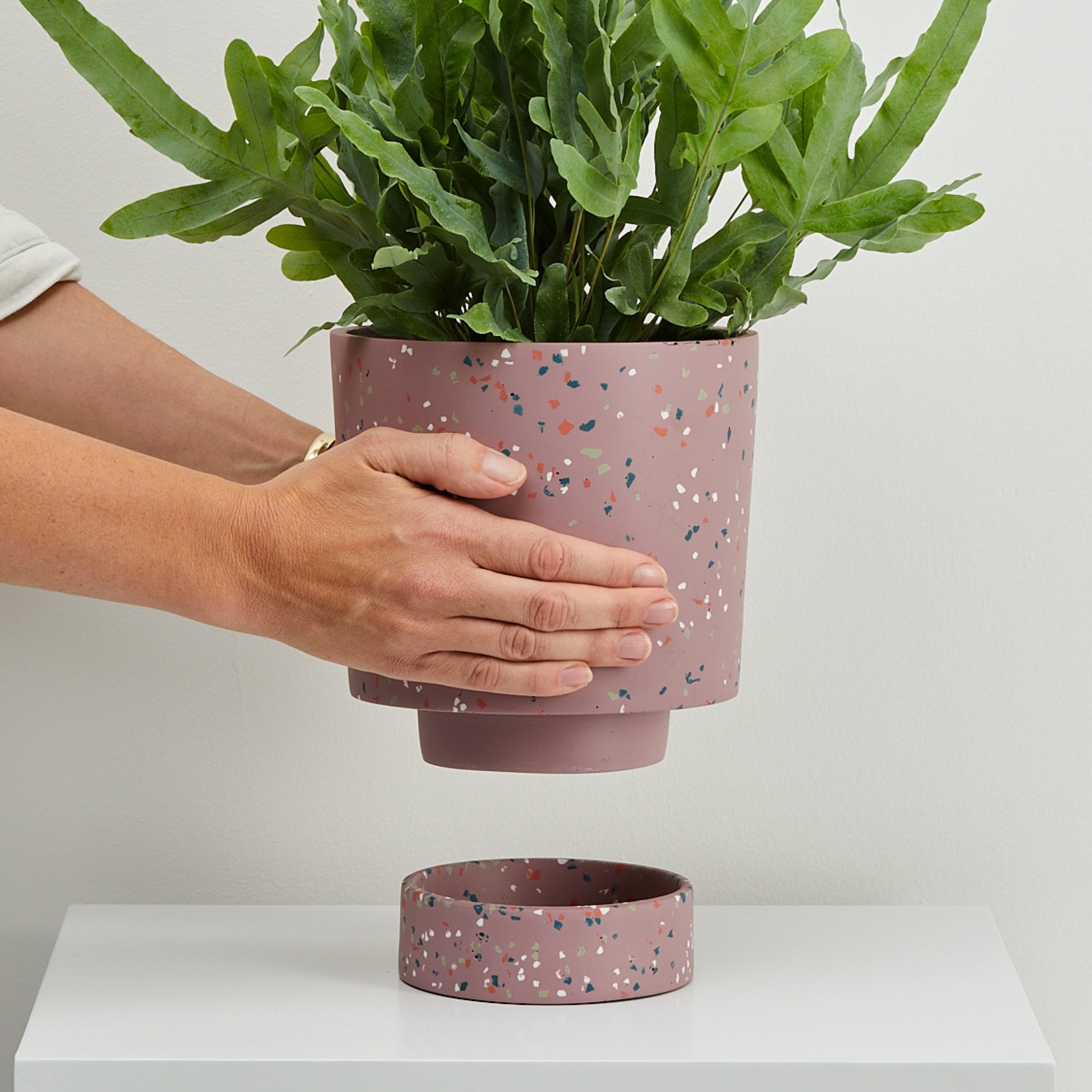 Musk Terrazzo pot with plant