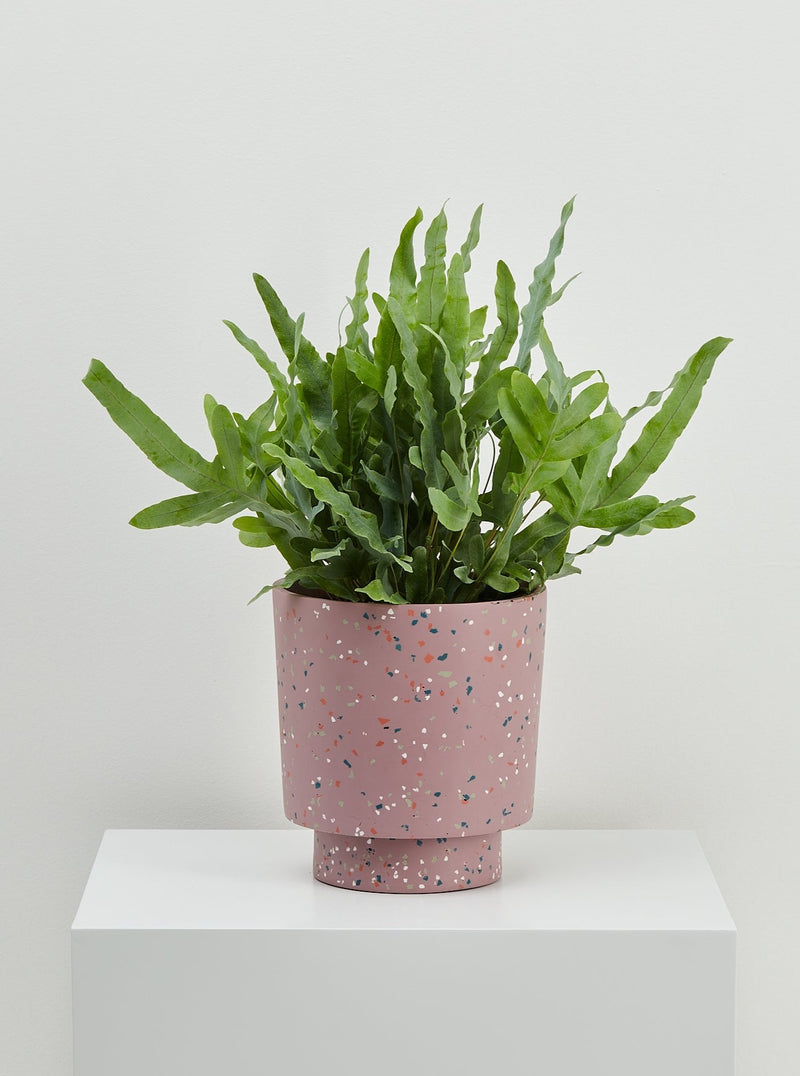 Musk Terrazzo pot with plant