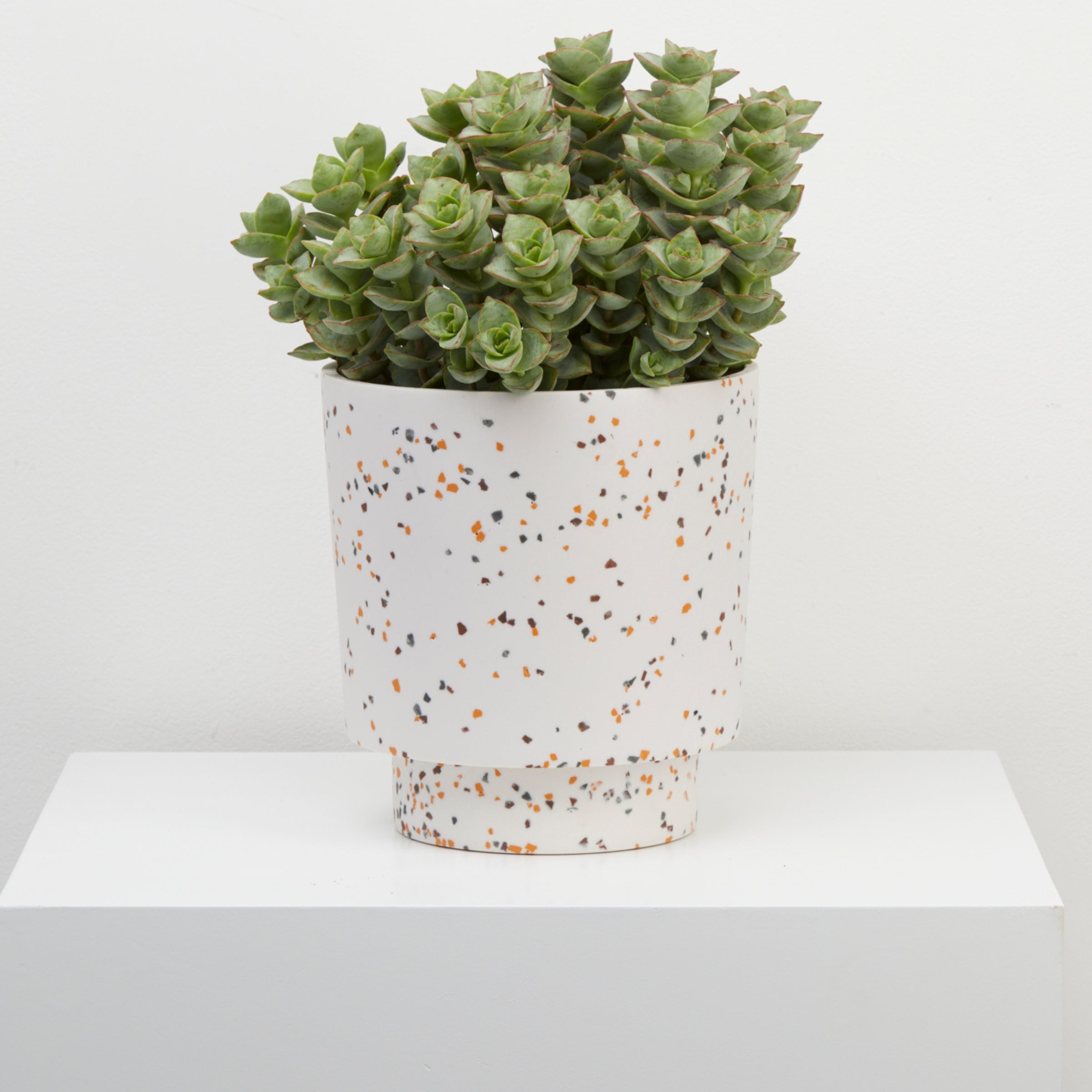 White Terrazzo pots with plant