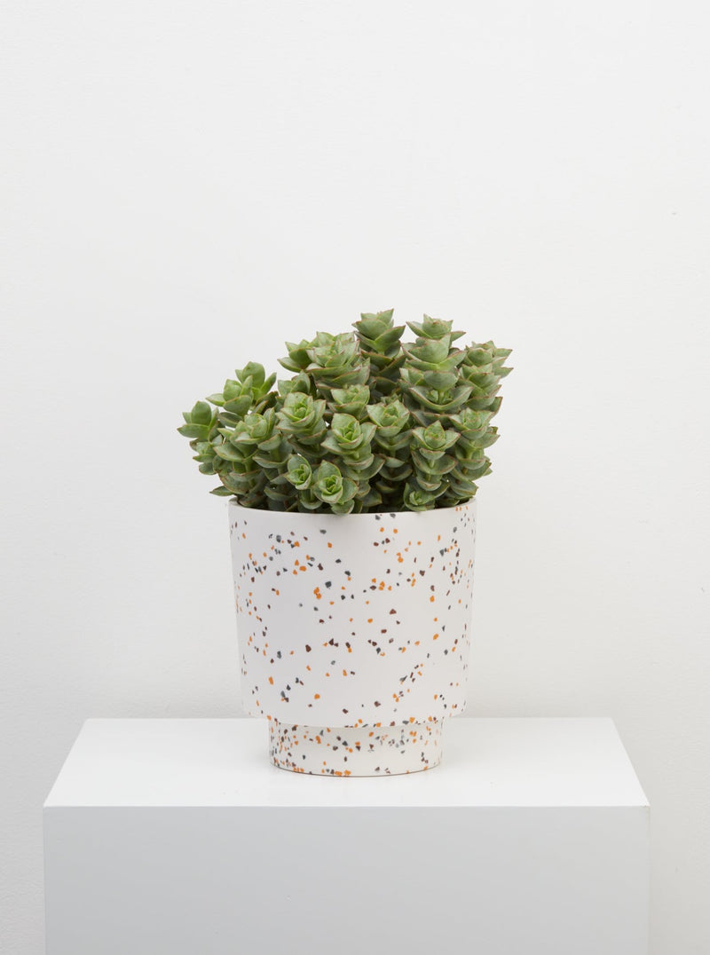 White Terrazzo pots with plant