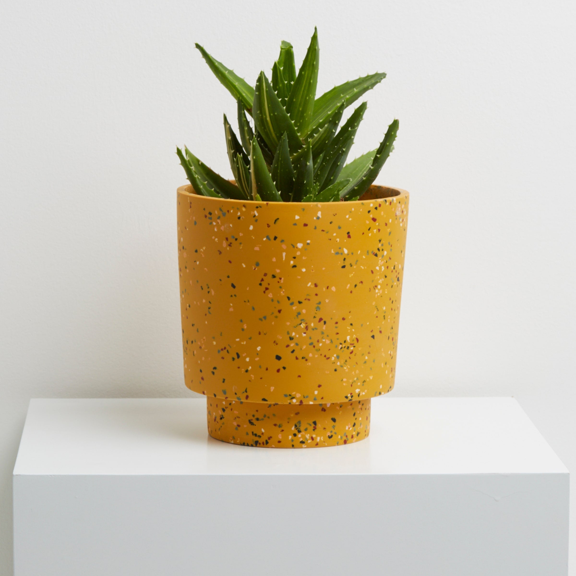 Golden Terrazzo pots with plant