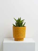 Golden Terrazzo pots with plant