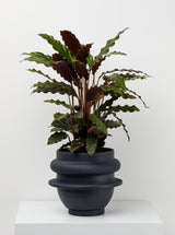 Capra Designs_Black Indoor Plant Pot