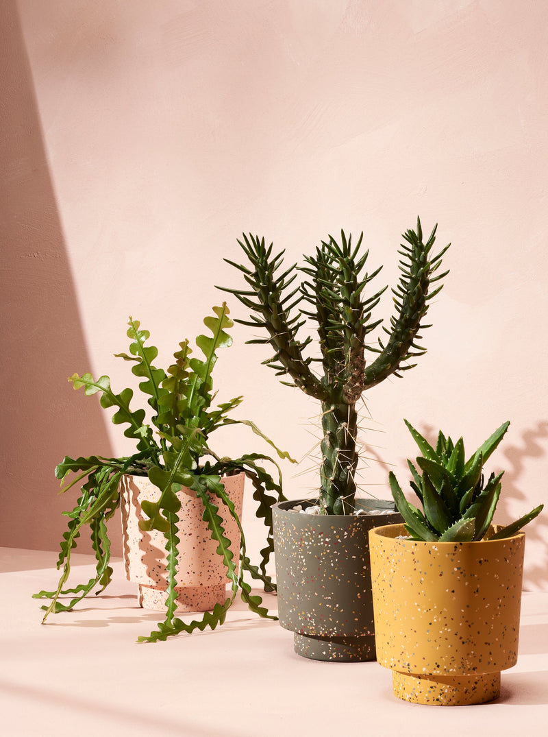 decorative indoor plant pots