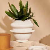 Capra Designs_Beautiful Indoor Pot Plant