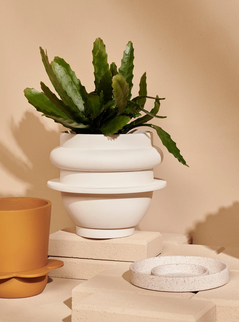 Capra Designs_Beautiful Indoor Pot Plant