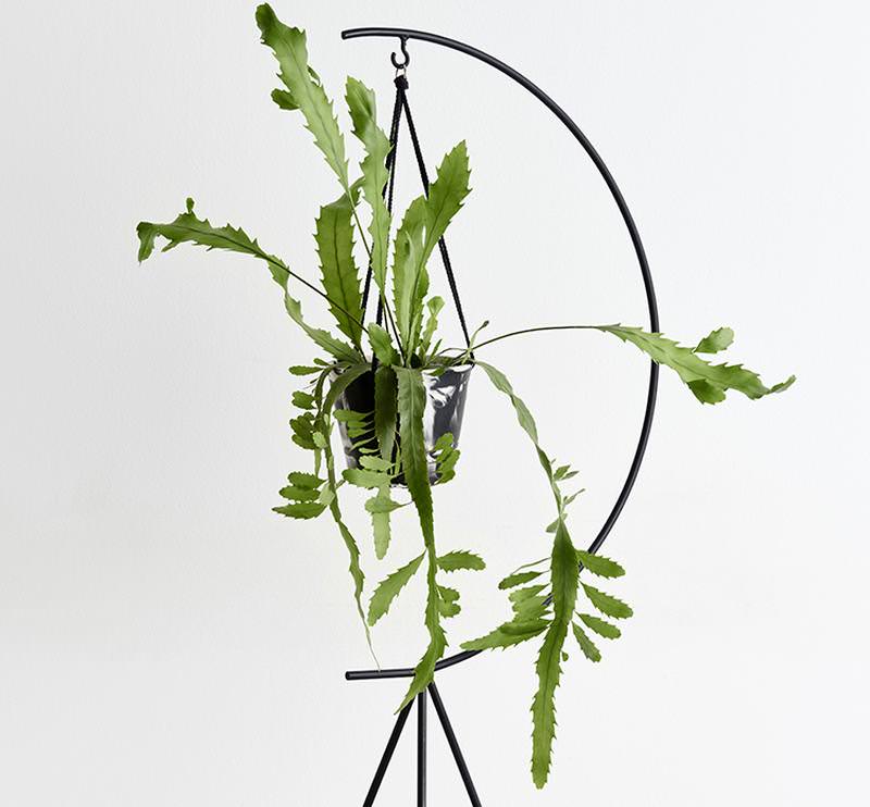 Crescent Plant Stand – Capra Designs