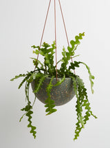 agave terrazzo hanging planters