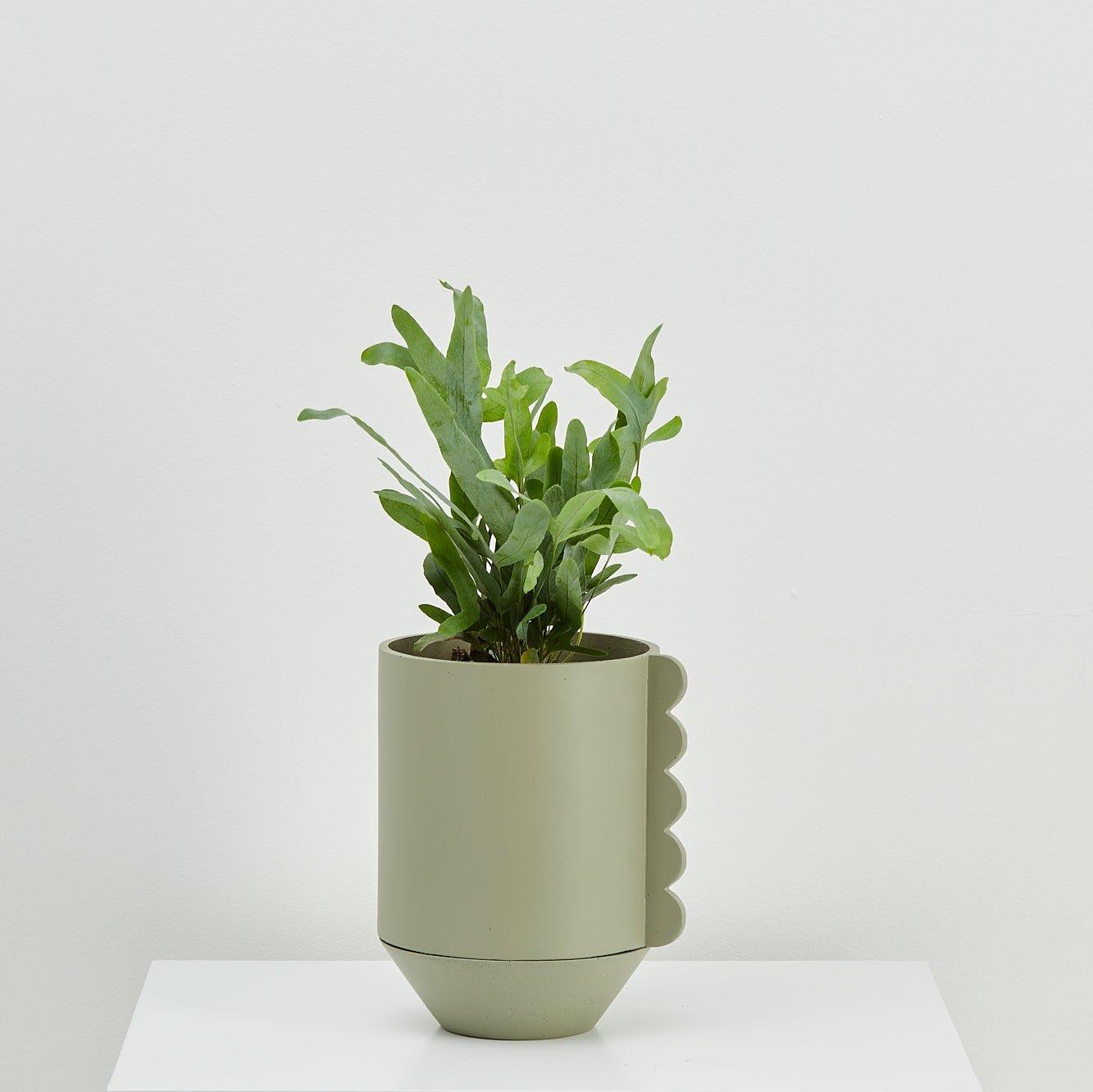 Frill Feature Planter - usa.capradesigns