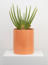 Desert etch pot with plant